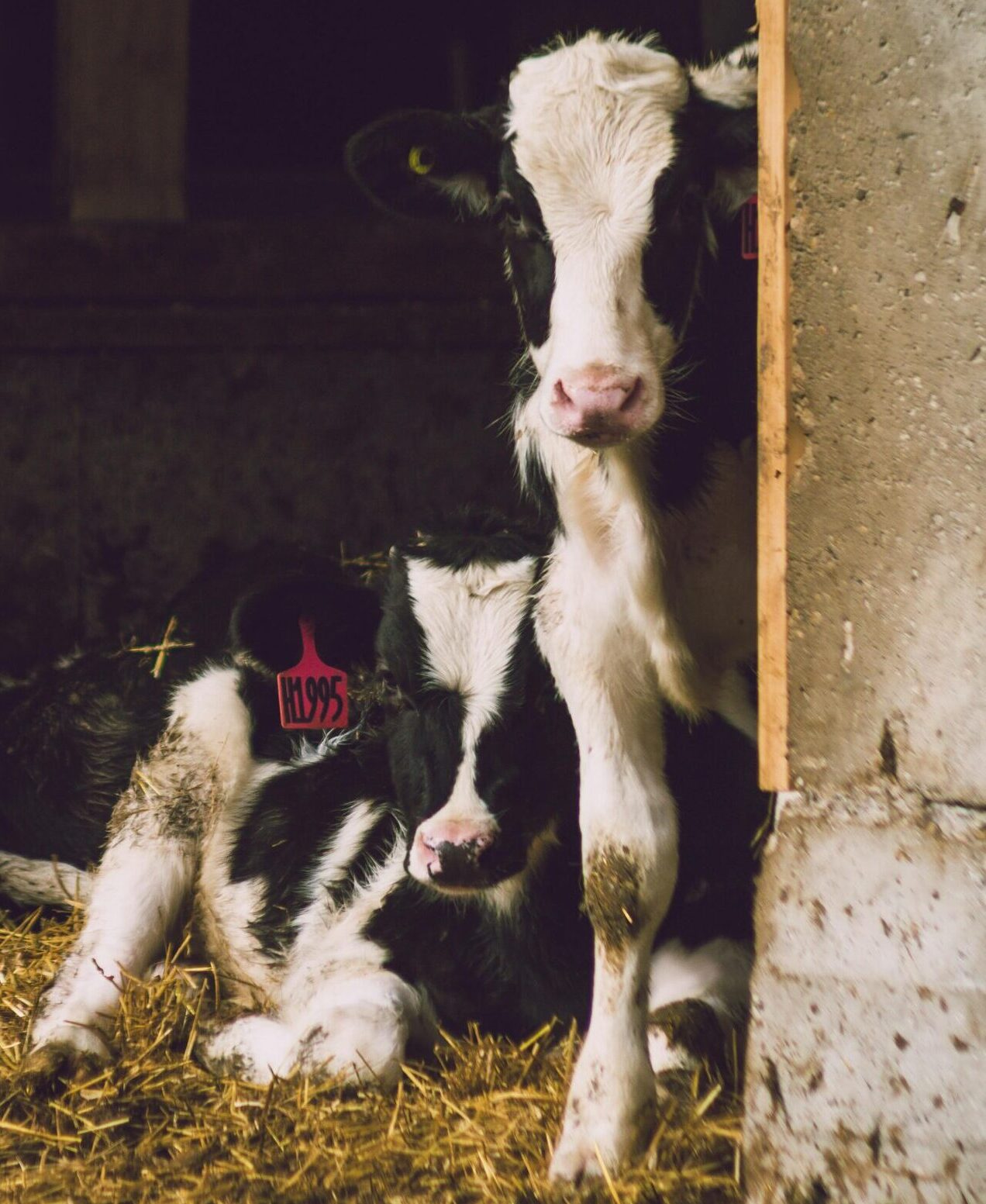 Kick Start by Nettex